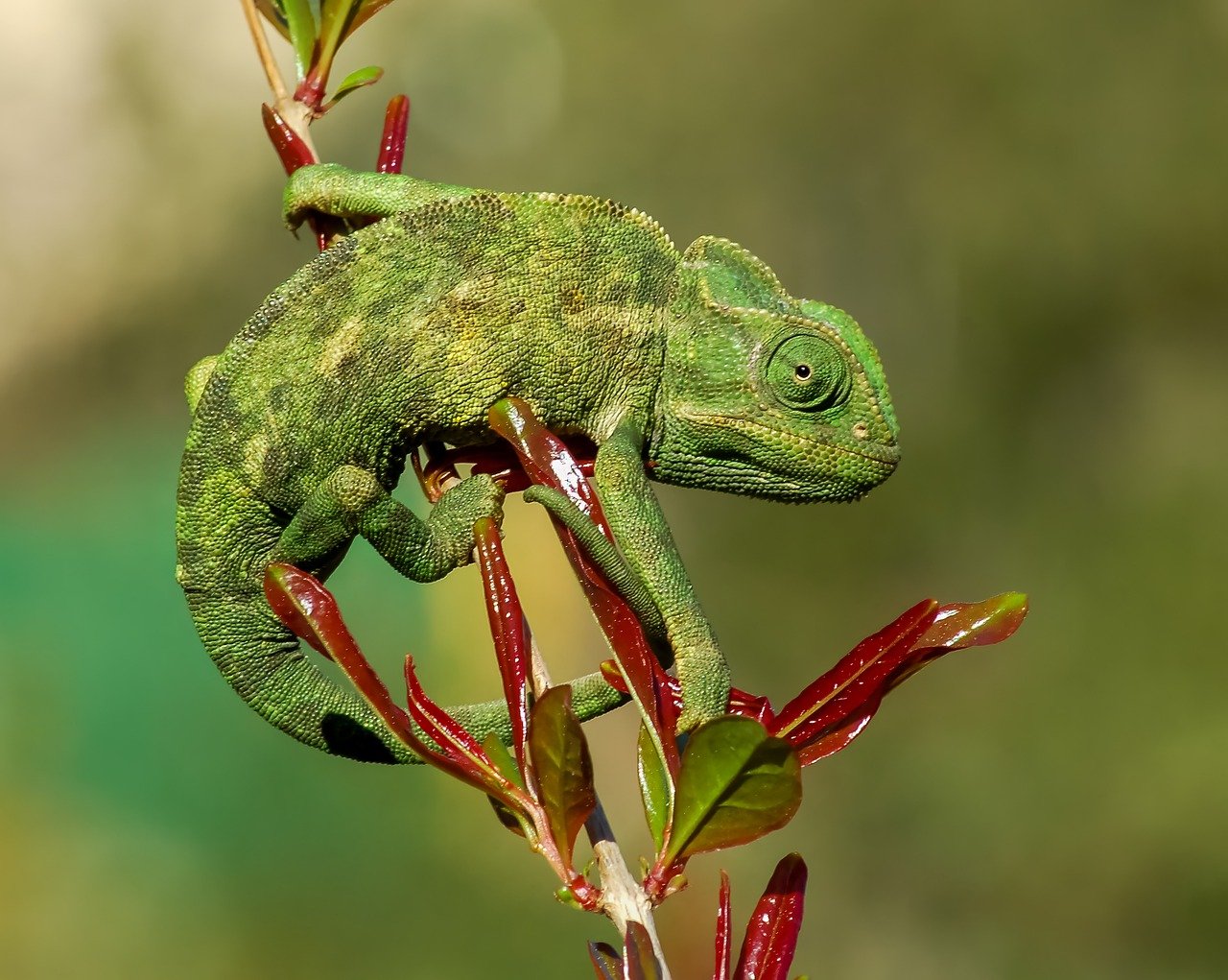 ダイヤゼブラ電機株式会社 「EIBS7 単相9.9kWパワコン納期遅延解消」のお知らせ