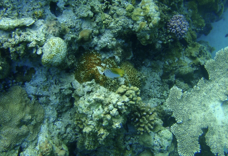 海水温度上昇　珊瑚　絶滅